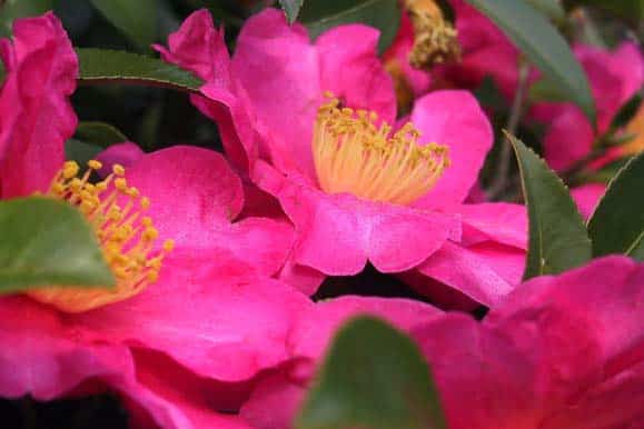 Camellia-pepiniere-kerinval-pont-l-abbe-quimper-ting-chen-flickr