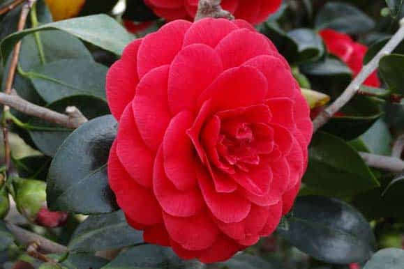 Camellia_japonica-pepiniere-kerinval-pont-l-abbe-quimper
