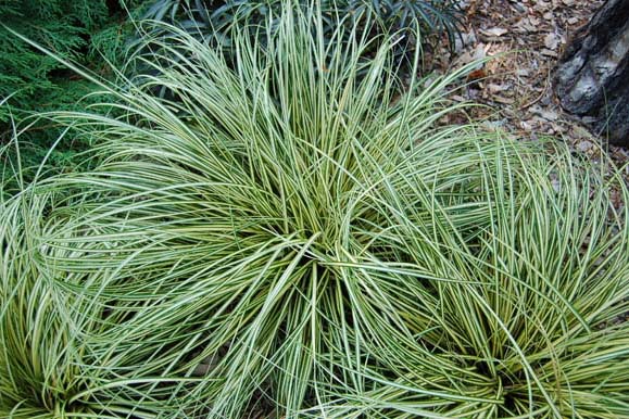 Carex-pepinieres-de-kerinval-pont-l-abbe-quimper