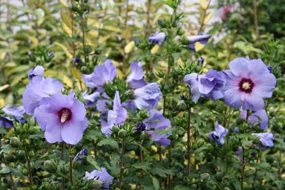 Hibiscus-Blue-bird-pepinieres-de-kerinval-pont-l-abbe-quimper