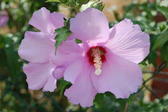 Hibiscus-pepinieres-de-kerinval-pont-l-abbe-quimper