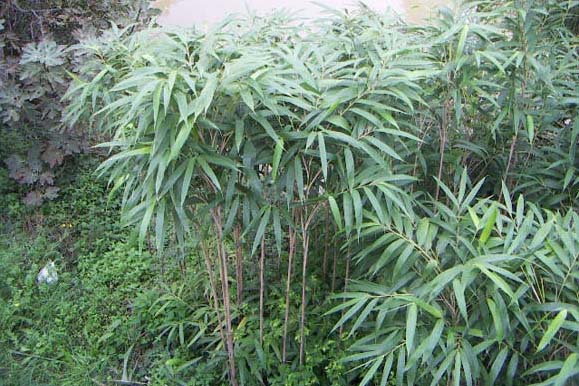 Pseudosasa-japonica-pepinieres-de-kerinval-pont-l-abbe-quimper