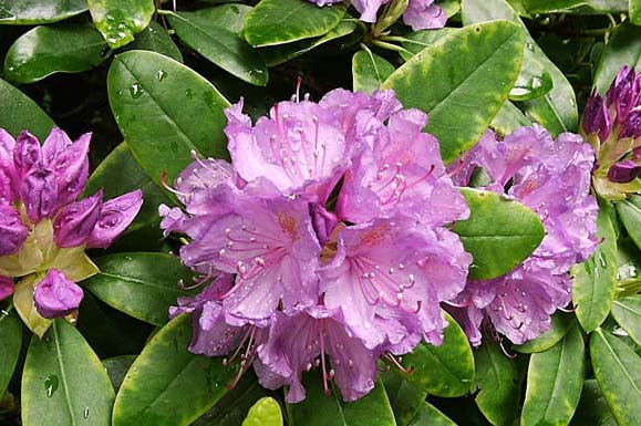 Rhododendron-pepiniere-kerinval-pont-l-abbe-quimper-ting-chen-flickr