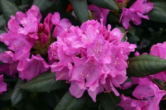 Rhododendron_roseum_elegans_hybride-pepiniere-kerinval-pont-l-abbe-quimper-ting-chen-flickr