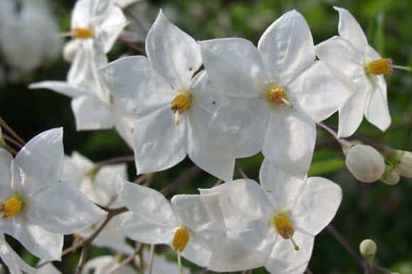 Solanum_jasminoides-pepinieres-kerinval-pont-l-abbe