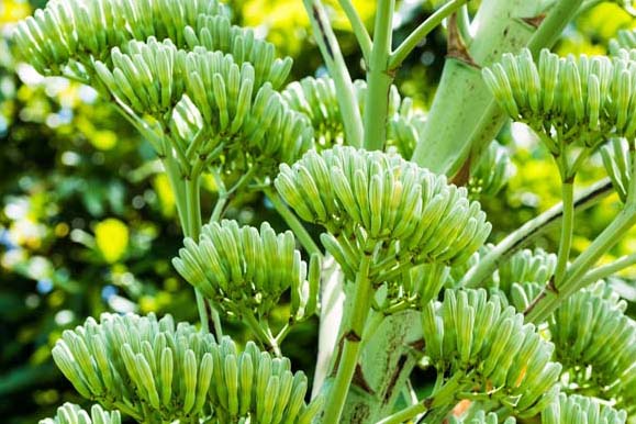 agave-fleur-pepinieres-de-kerinval-pont-l-abbe-quimper