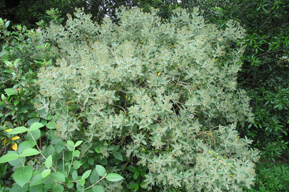 olearia-pepinieres-kerinval-pont-l-abbe