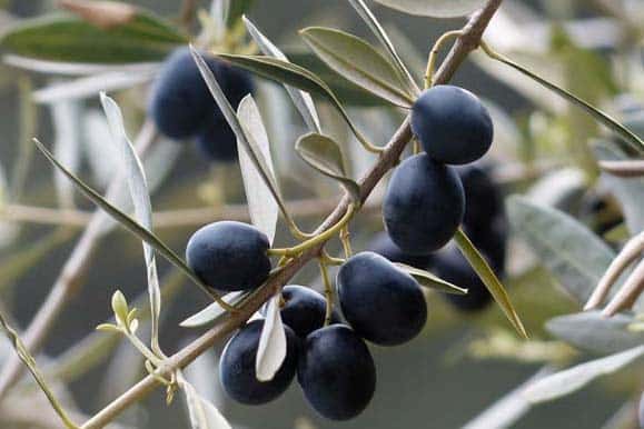 olives-pepinieres-de-kerinval-pont-l-abbe-quimper