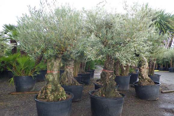 olivier-pot-pepinieres-kerinval-st-jean-trolimon