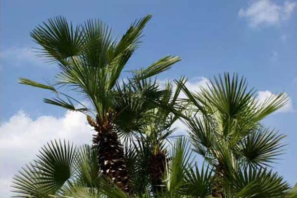 palmier_de_chine_Trachycarpus-pepinieres-de-kerinval-pont-l-abbe-quimper