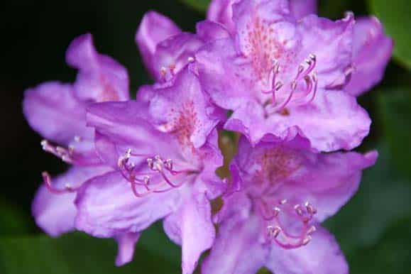 rhododendron-pepiniere-kerinval-pont-l-abbe-quimper-chris-parfitt-flickr