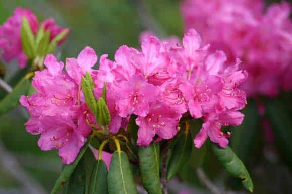 rhododendron-ponticum-pepiniere-kerinval-pont-l-abbe-quimper-ryan-somma-flickr
