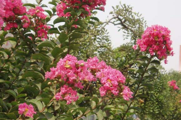 Lagerstroemia-lilas-des-indespepinieres-kerinval-pont-l'abbe