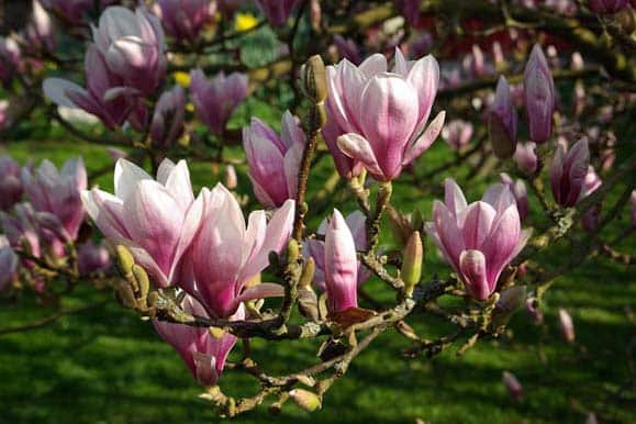 Magnolia-pepinieres-kerinval-pont-l'abbe