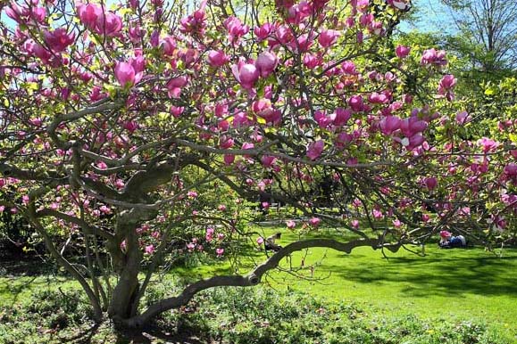 Magnolia-soulangeana-pepinieres-kerinval-pont-l'abbe