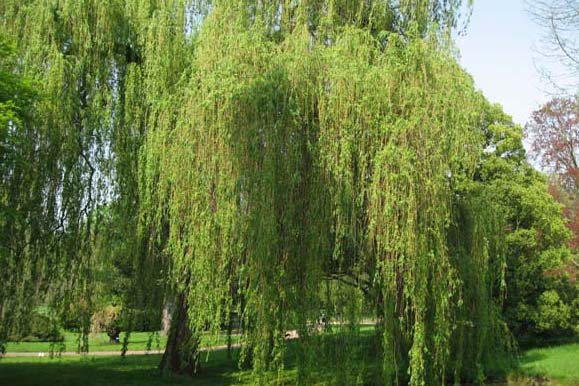 saule-Salix-pepinieres-kerinval-pont-l'abbe