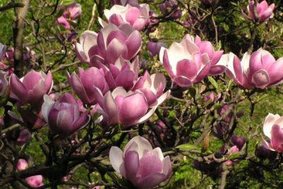 Magnolia-pepinieres-de-kerinval-quimper-pont-l-abbe