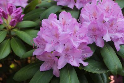 Rhododendron-pepinieres-de-kerinval-quimper-pont-l-abbe
